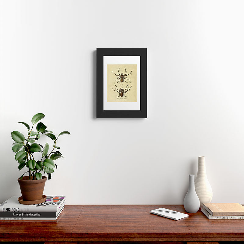 "White-Jointed Spider" by Sarah Stone, 1790 Framed Art Print