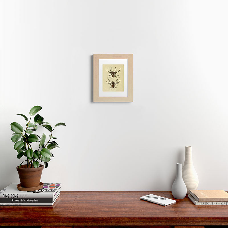"White-Jointed Spider" by Sarah Stone, 1790 Framed Art Print
