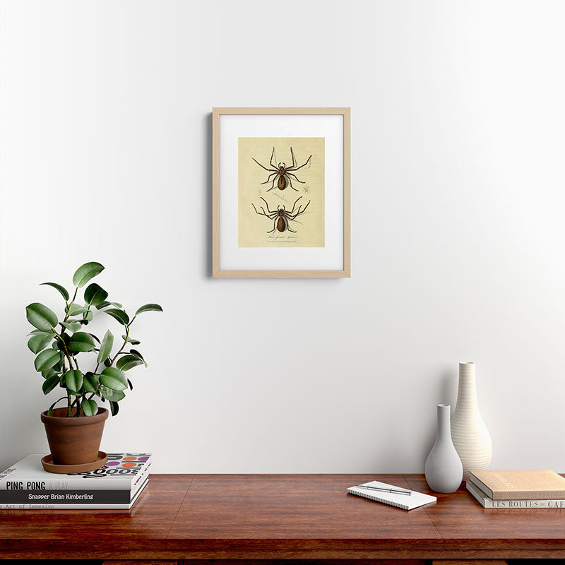 "White-Jointed Spider" by Sarah Stone, 1790 Framed Art Print