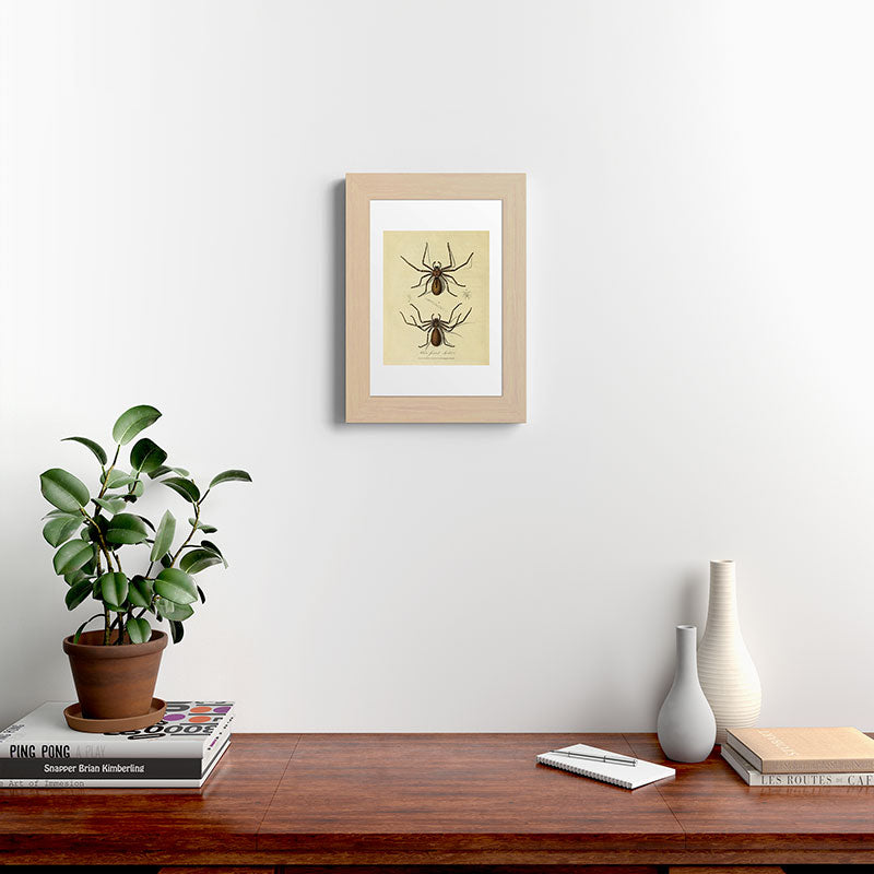 "White-Jointed Spider" by Sarah Stone, 1790 Framed Art Print