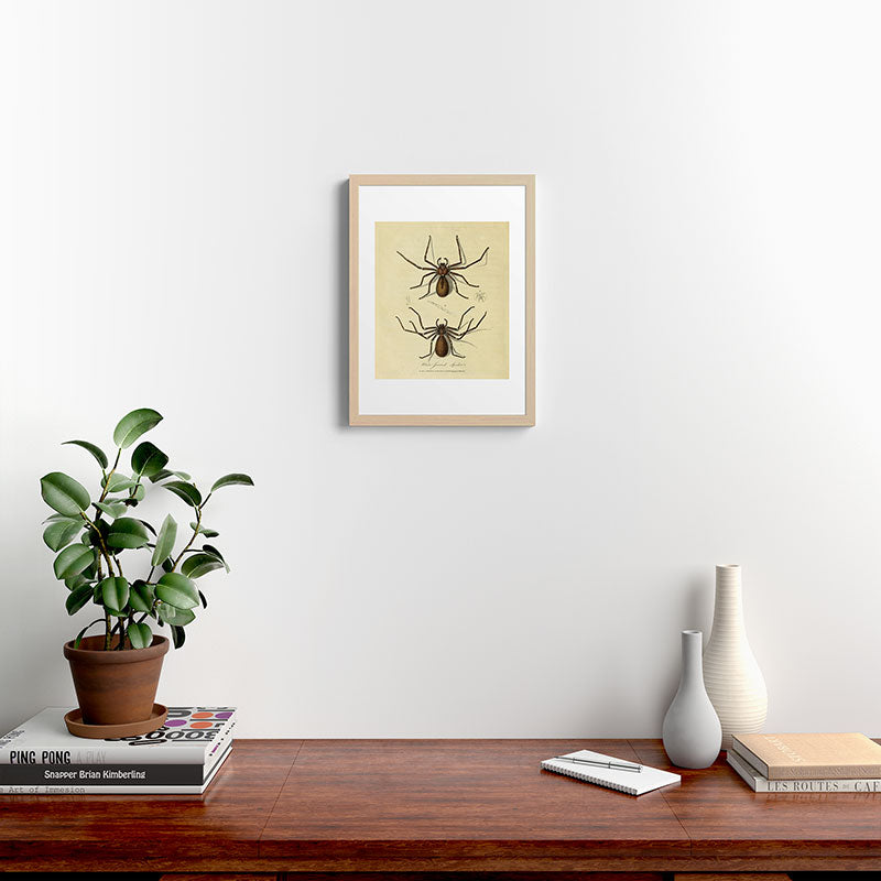 "White-Jointed Spider" by Sarah Stone, 1790 Framed Art Print