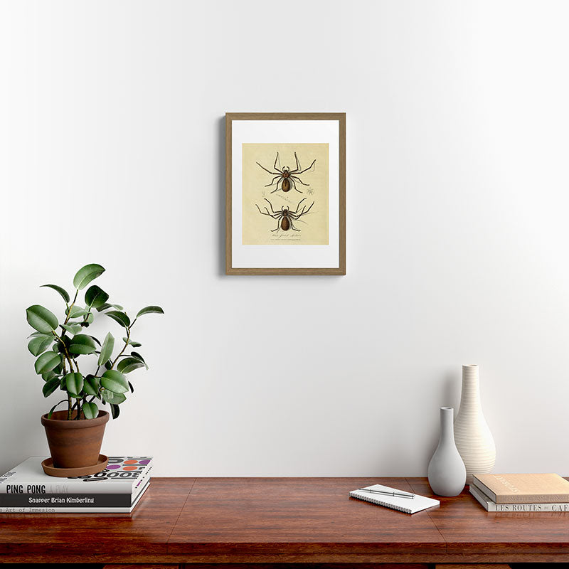 "White-Jointed Spider" by Sarah Stone, 1790 Framed Art Print