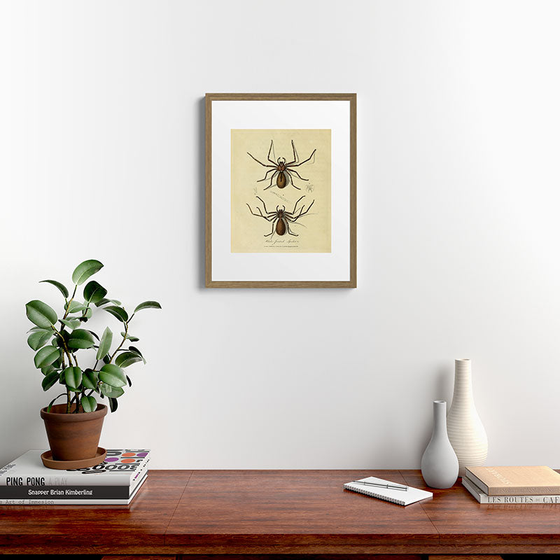 "White-Jointed Spider" by Sarah Stone, 1790 Framed Art Print