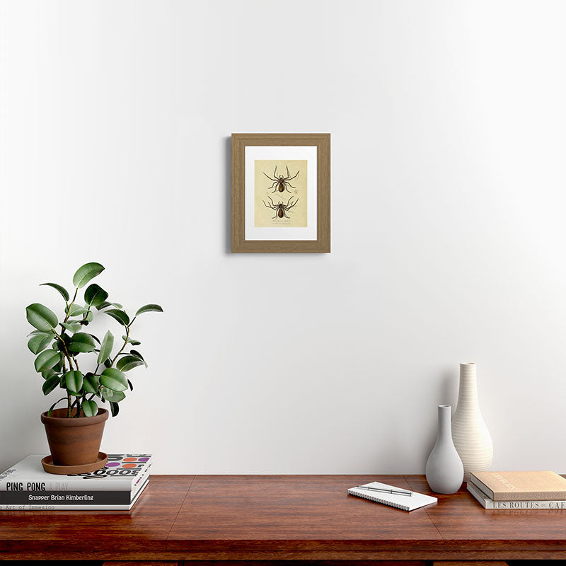 "White-Jointed Spider" by Sarah Stone, 1790 Framed Art Print