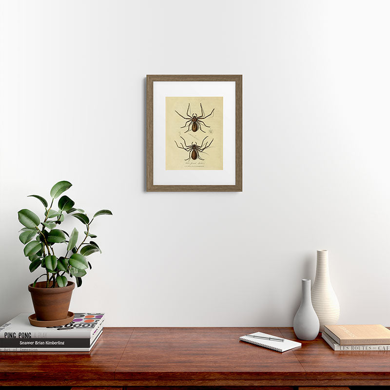 "White-Jointed Spider" by Sarah Stone, 1790 Framed Art Print
