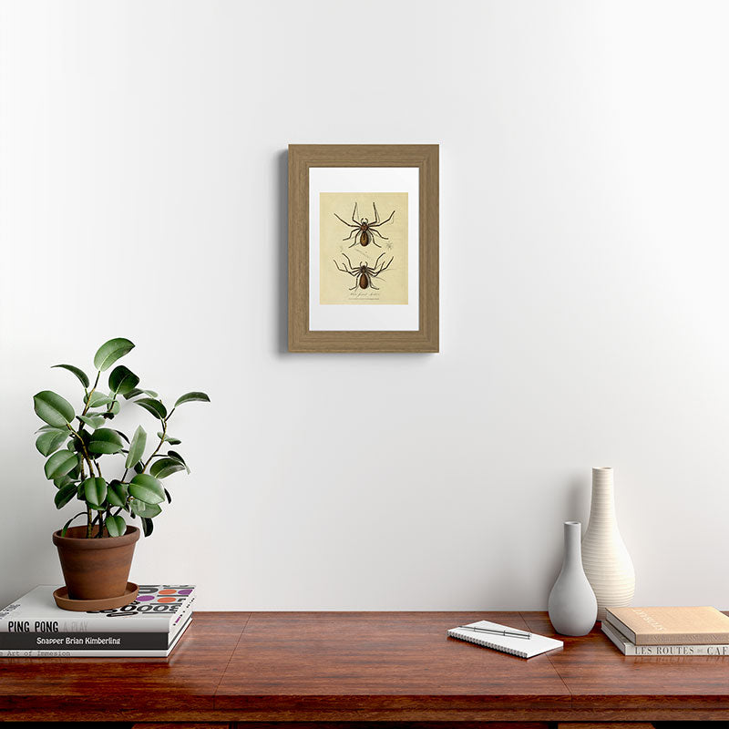 "White-Jointed Spider" by Sarah Stone, 1790 Framed Art Print